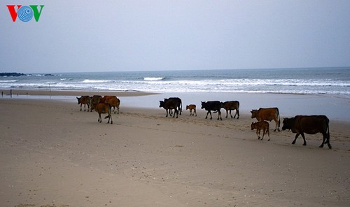 Primary beauty of Hoanh Son Beach  - ảnh 15